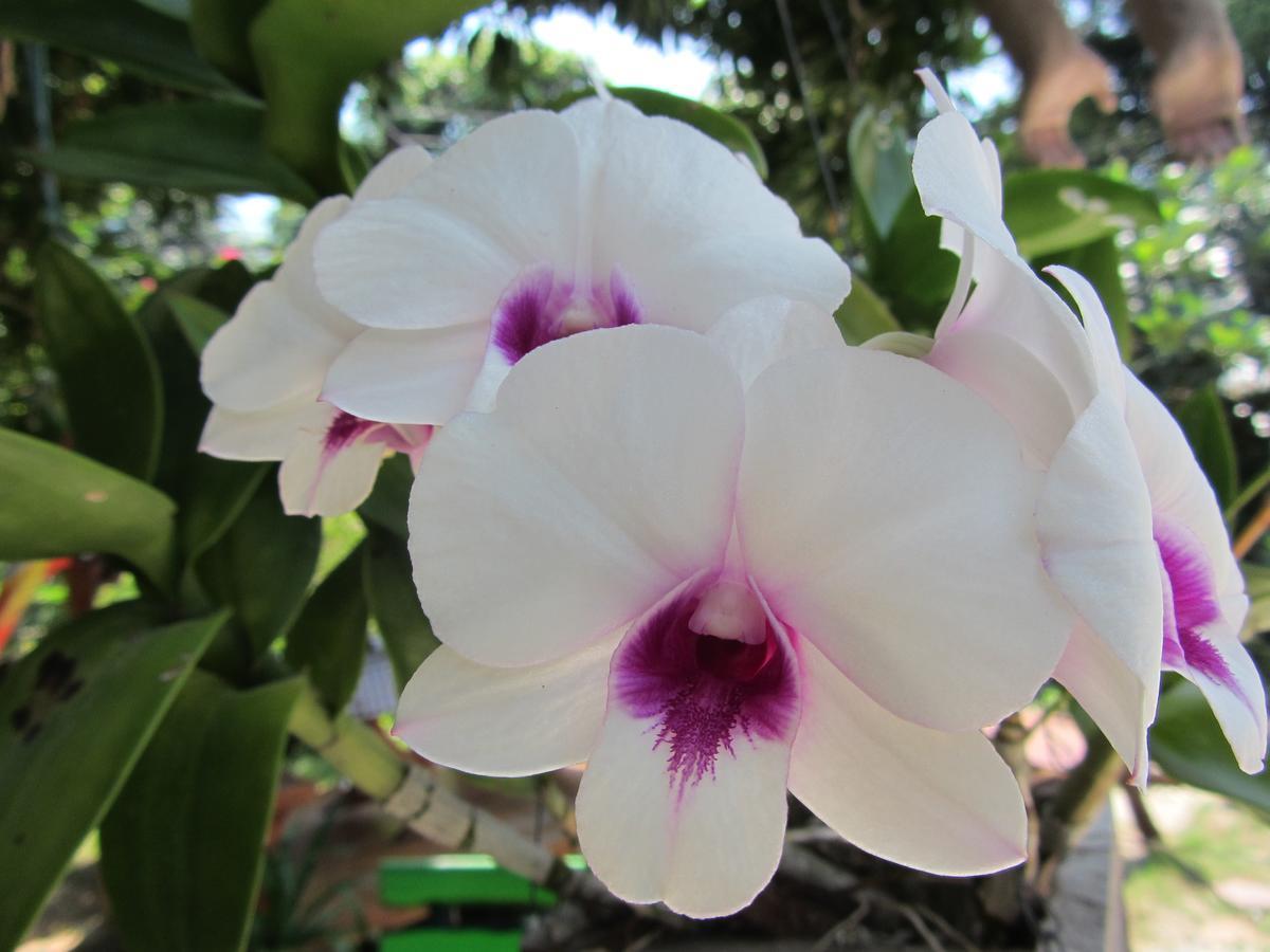 Flower Paradise Bungalows & Swiss Restaurant Roestiland Lamai Beach  Exterior foto